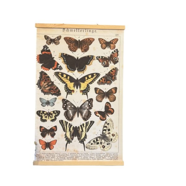 Butterfly - Image 2
